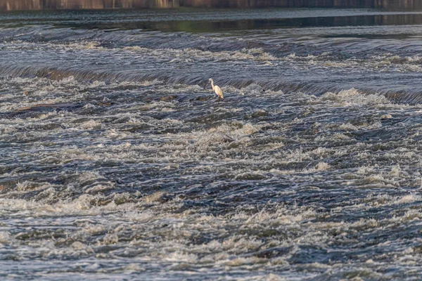 Pesca Egret Rio Água Meio — Fotografia de Stock