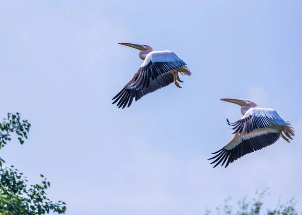 Paar Roze Pelikaan Vlucht Parallel Aan Elkaar — Stockfoto