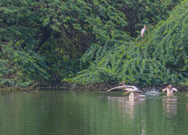 Pelicano Rosa Decolando Lago Sobre Cabeça Outros — Fotografia de Stock