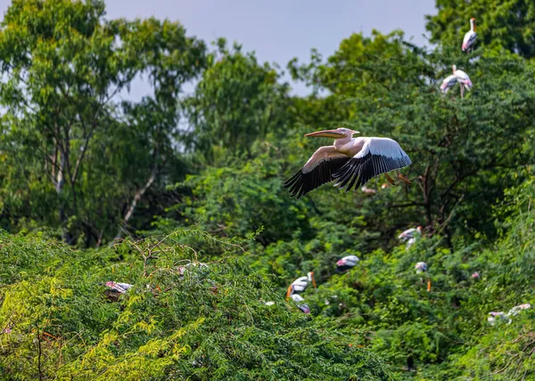 Pelicano Rosa Entre Árvores — Fotografia de Stock