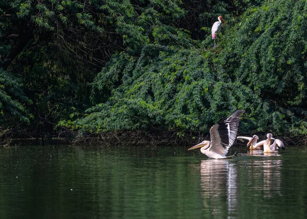 Pelicano Rosa Expandindo Suas Asas Antes Decolar — Fotografia de Stock