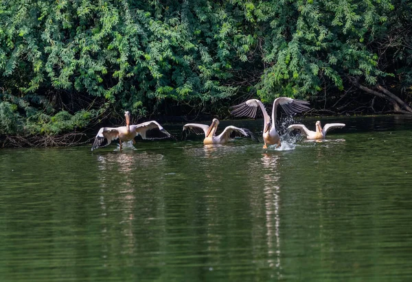 Eine Gruppe Von Pink Pelicans Steht Bereit Abzuheben Sieht Aus — Stockfoto
