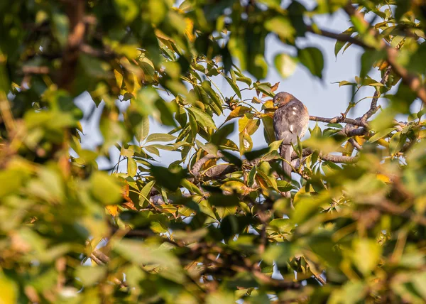 Shikra Ukryta Liściach Poszukiwaniu Pożywienia — Zdjęcie stockowe