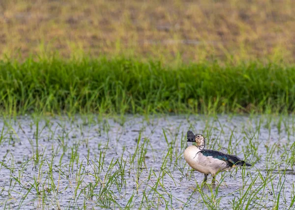 Botão Pato Faturado Campo Arroz Busca Alimentos — Fotografia de Stock