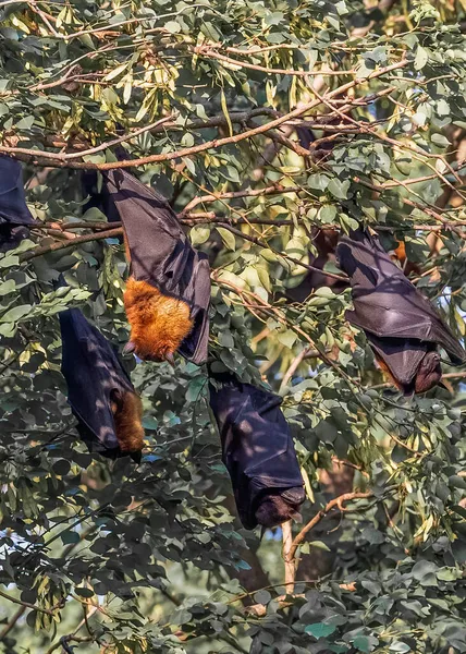 Fledermäuse Hängen Und Schlafen Einem Baum Tageslicht — Stockfoto