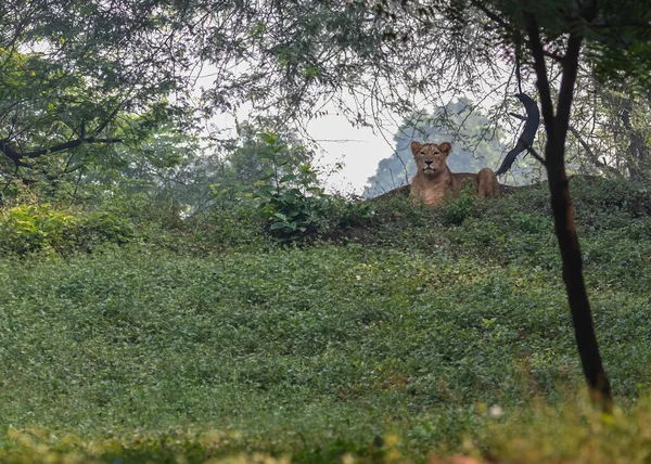 Löwenjunges Sitzt Oben Auf Dem Hügel Und Beobachtet Das Feld — Stockfoto