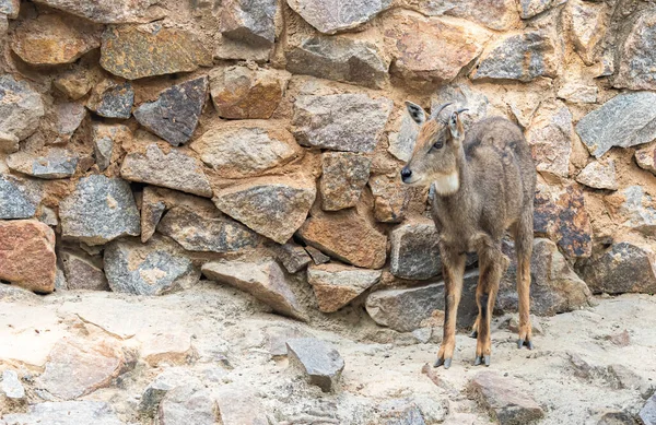Duvarda duran Goral himalaya keçisi