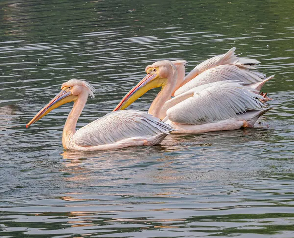 Pelikan Schwimmt Einer Dreiergruppe Einem See — Stockfoto