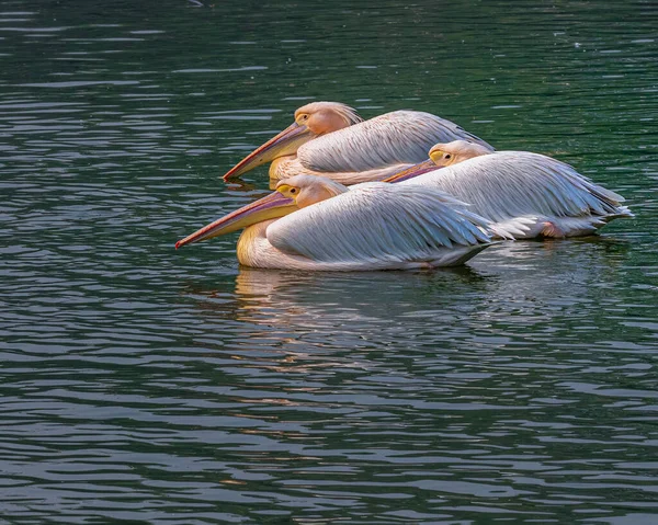 Ein Fauler Morgen Einem See Drei Pelikane Die Sich Ausruhen — Stockfoto