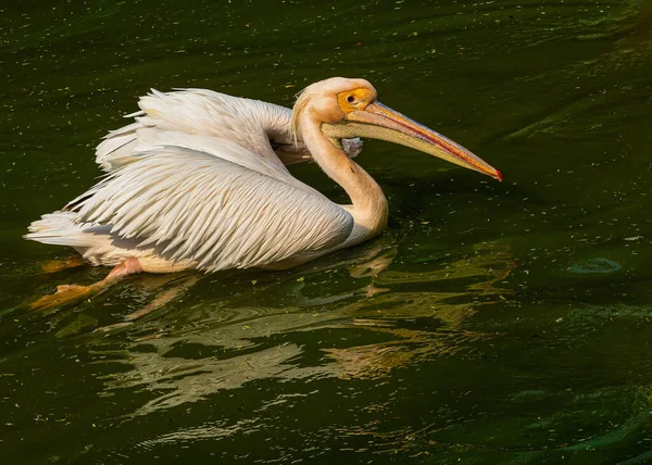 Ein Rosa Pelikan Schwimmt Einem See — Stockfoto