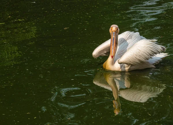 Ein Rosafarbener Pelikan Blickt Die Kamera — Stockfoto