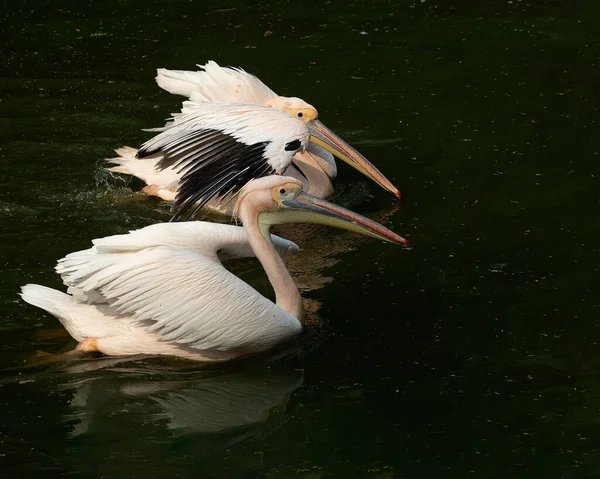 Ein Paar Rosa Pelikane Genießt Das Schwimmen — Stockfoto