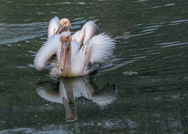Ein Paar Rosa Pelikane Die Ihre Federn Trocknen — Stockfoto