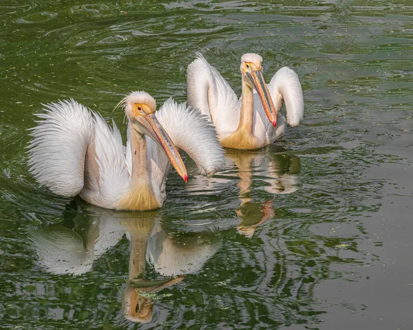 Ein Paar Rosa Pelikan Und Sein Spiegelbild See — Stockfoto