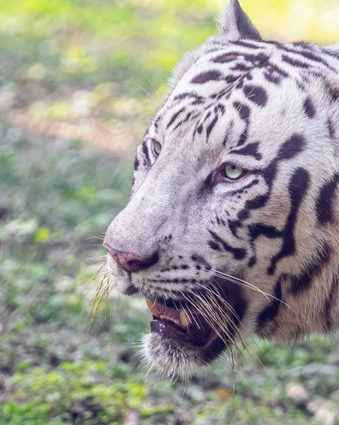 Белый Тигр Крупным Планом Глазам — стоковое фото