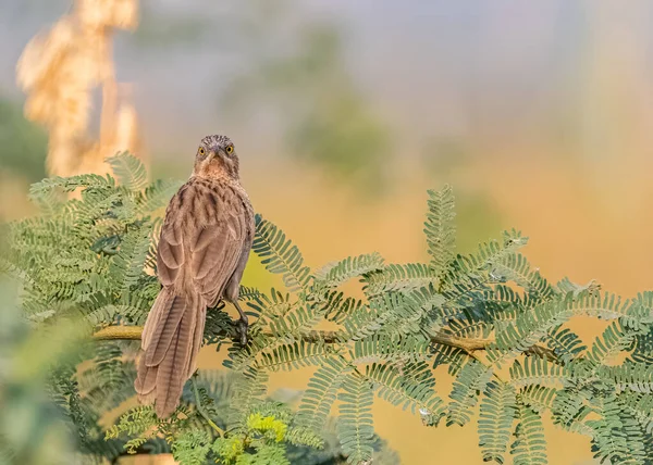 Striated Warbler Ett Bush Träd Ser Tillbaka — Stockfoto