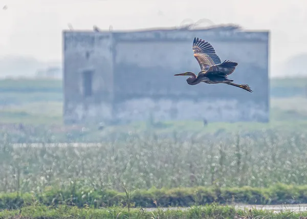 Mor Balıkçıl Islak Topraklarda Uçuyor — Stok fotoğraf