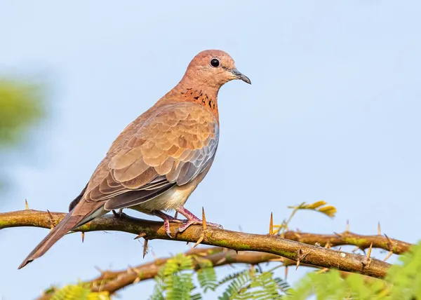 Güvercin çalıların üzerinde oturuyor ve güneşleniyor.