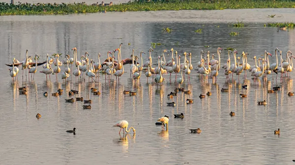 Flamingos Com Suas Cabeças Modo Alerta Pronto Para Voar — Fotografia de Stock