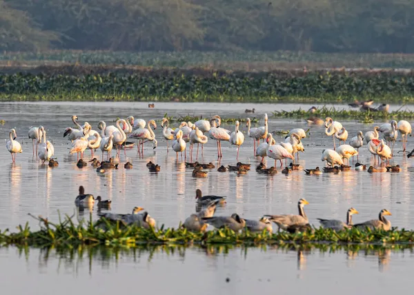 Фламинго Влажной Земле Отдыхают Другими Птицами — стоковое фото
