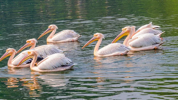 Pink Pelicans Într Lac Înot Într Grup — Fotografie, imagine de stoc