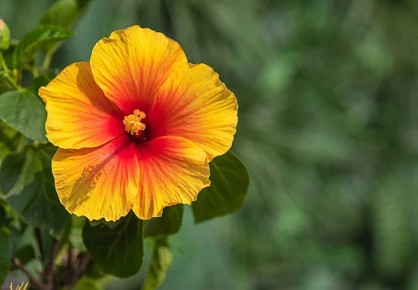 Ένα Λουλούδι Ιβίσκος Πορτοκαλί Και Κίτρινο Χρώμα Ανθίζει Στον Κήπο — Φωτογραφία Αρχείου