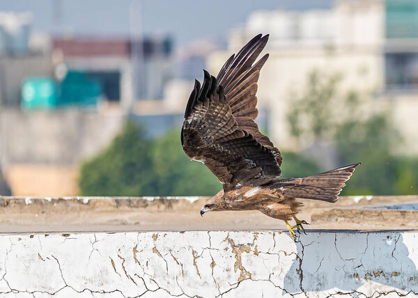 A black kite with wings up in a sunny day