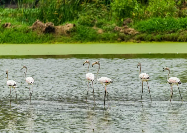 Sechs Flamingos Auf Der Flucht Einem See — Stockfoto