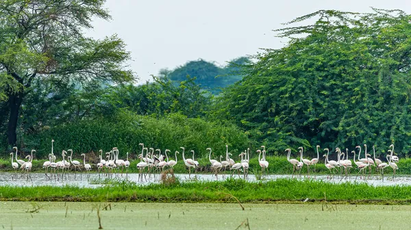 Flamingor Sjö Vilande Och Alert — Stockfoto