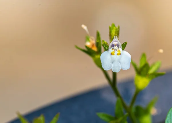 Mazus Pumilus Flor Macro Tiro Jardín —  Fotos de Stock