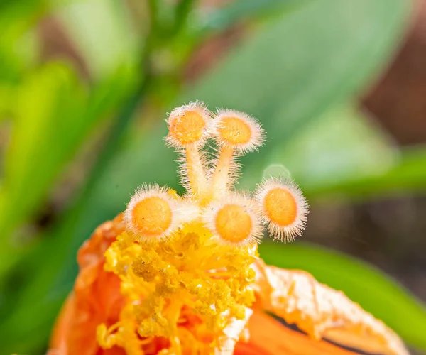 Hibiscus Çiçeği Poleni Bir Bahçede Makro Çekim — Stok fotoğraf