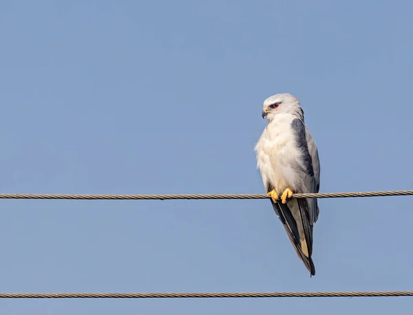 Siyah Omuzlu Uçurtma Bir tel üzerinde oturuyor