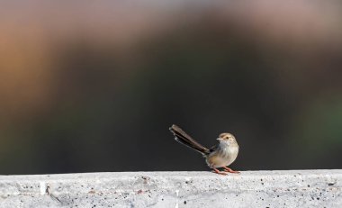 Zarif Prinia kuyrukları havada bir duvarda oturuyor.