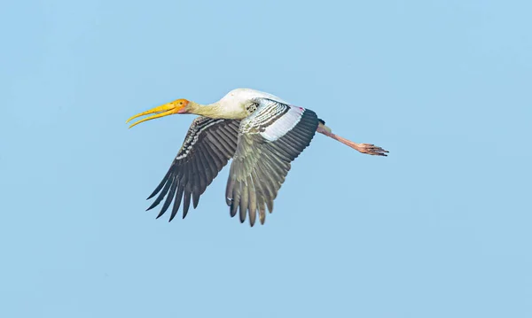 空を飛ぶ塗装されたコウノトリ — ストック写真