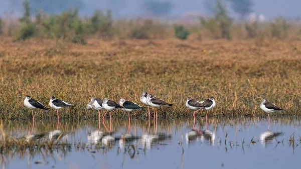 Grupo Alitas Negras Inclina Durmiendo Lago Temprano Mañana —  Fotos de Stock