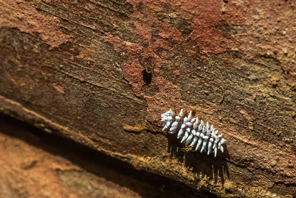 Scymninae Larva Yürüyen Makro Çekim — Stok fotoğraf