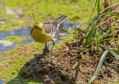 Islak topraklarda su arayan sarı Wagtail