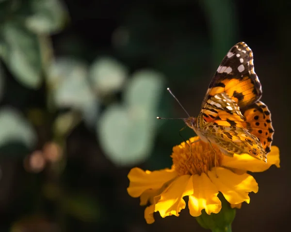 Bemalte Dame Sonne Und Schatten Erschossen — Stockfoto