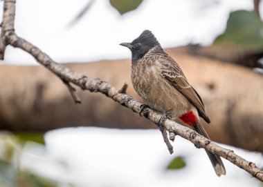 Ağaçta dinlenen kırmızı havalandırmalı bir bulbul.