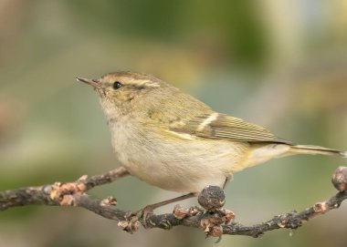 Yaprak Bülbülü ağaçta dinleniyor