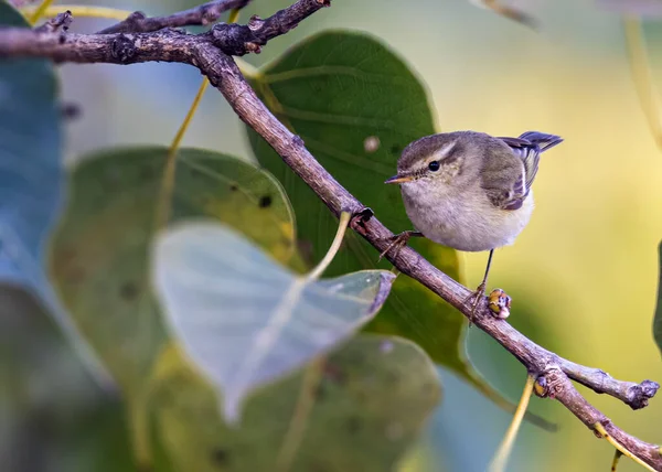 Φύλλο Warbler Σκαρφαλώνει Ένα Δέντρο Και Κοιτάζοντας Στην Κάμερα — Φωτογραφία Αρχείου
