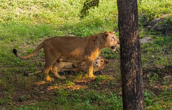 Löwenjungen Spielen Auf Dem Feld Einer Liegt Daneben Und Schaut — Stockfoto