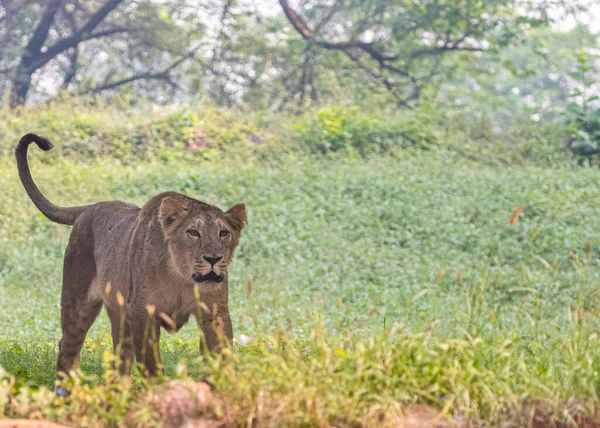 Lion Cub Strolling Field Its Tail — Stock Photo, Image