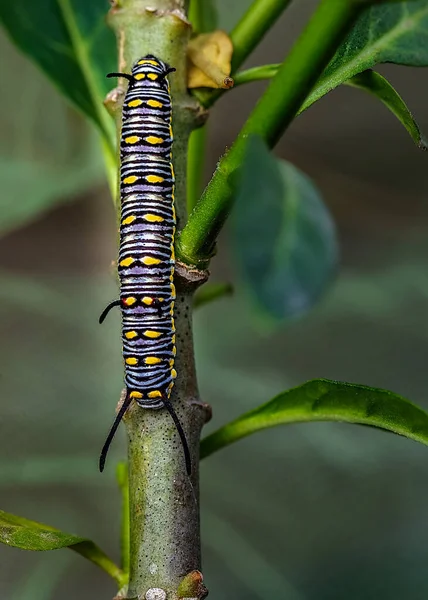 一般的な虎蝶のキャタピラー — ストック写真