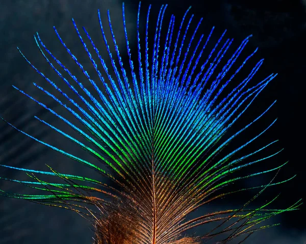 Uma Pena Colorida Brilhante Azul Verde Marrom — Fotografia de Stock