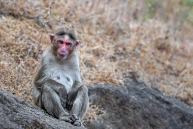 Maymun kayanın üzerinde oturuyor ve dinleniyor.