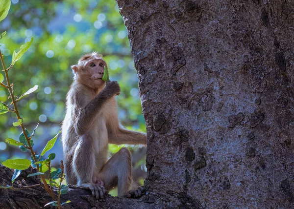 나뭇잎달린 나무에 원숭이 — 스톡 사진