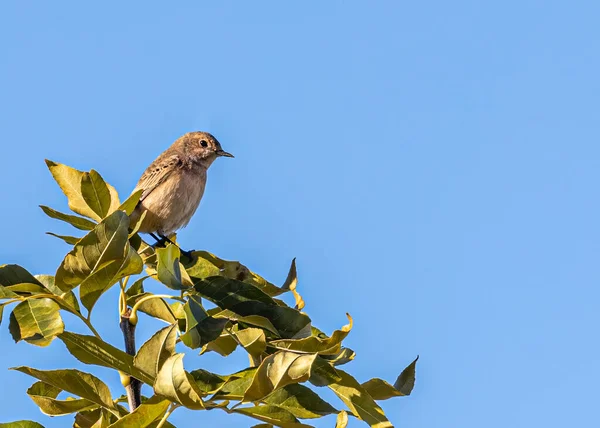 Garden Warbler Siedzi Nad Drzewem Pławiąc Się — Zdjęcie stockowe