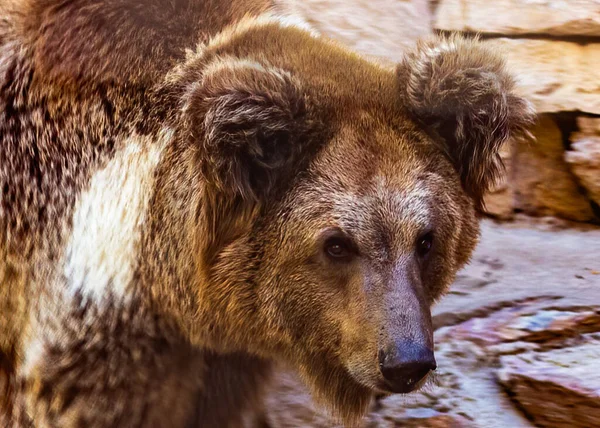 Close Bear While Strolling — 图库照片