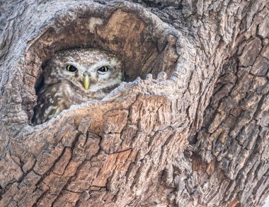Baykuş 'un farklı bir ifadesi var.
